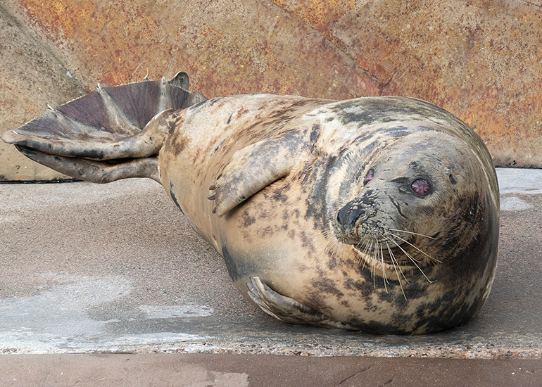 Cornish Seal Sanctuary