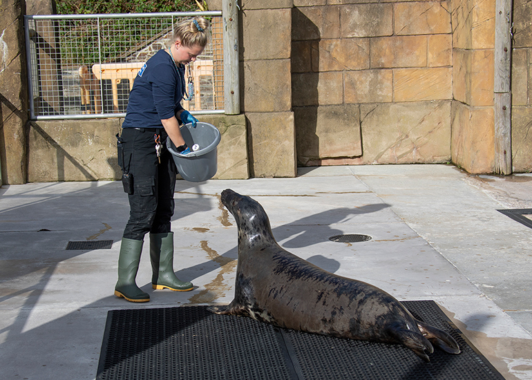 Cornish Seal Sanctuary