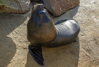 Noito, Patagonian Sea Lion