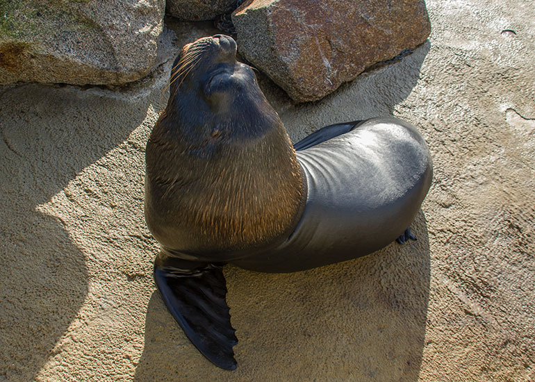 Noito, Patagonian Sea Lion