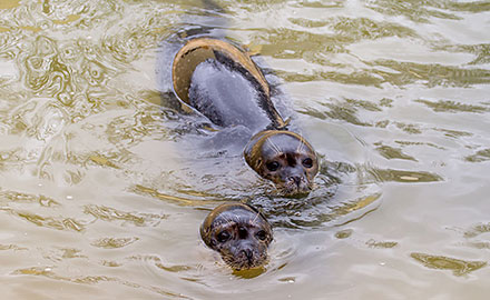 Common Seals - Bo and Buddy