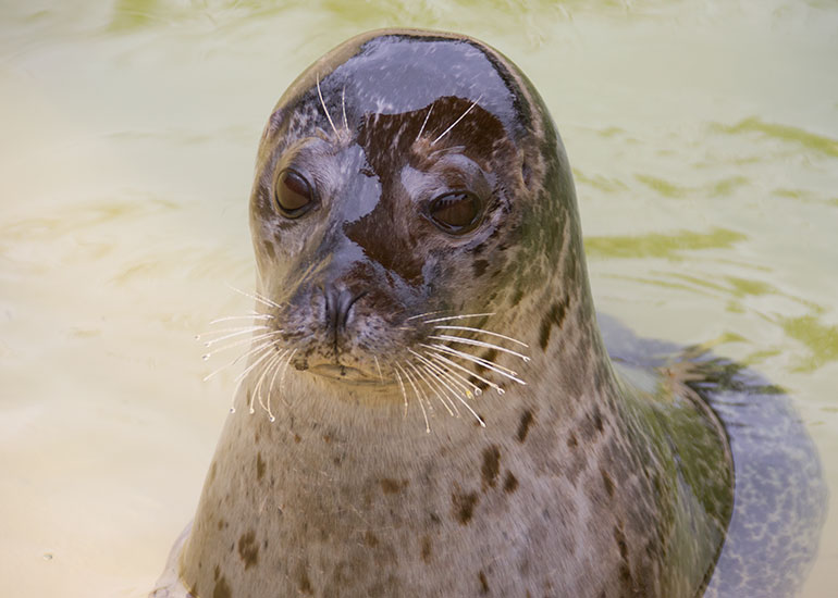 Common Seal - Bo