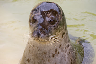 Common Seal - Bo