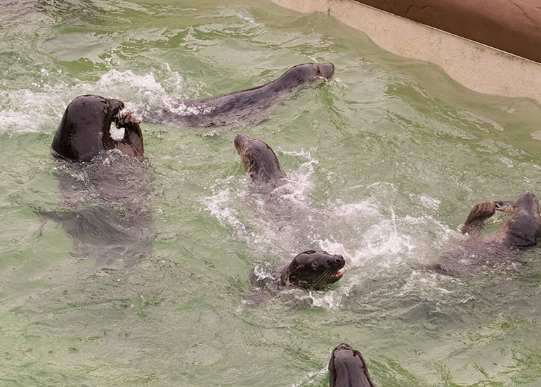 Feeding time in the Convalescent Pool