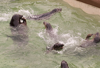 Feeding time in the Convalescent Pool