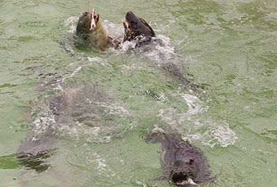 Feeding time in the Convalescent Pool