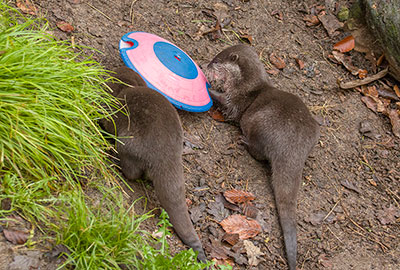 Asian Short-Claw Otters - Harris and Apricot