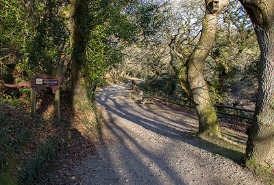 Woodland Walk