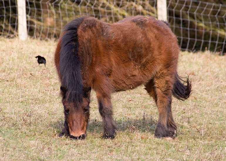 Shetland Pony - Bracken