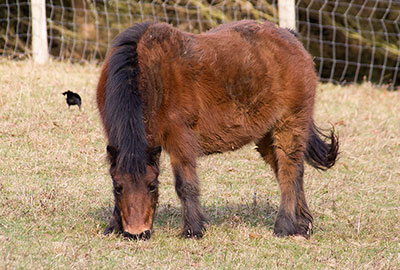 Bracken