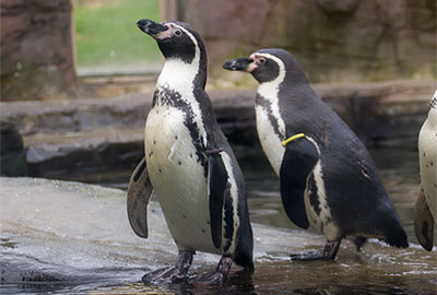 Humboldt Penguins - Ivy and Yoni