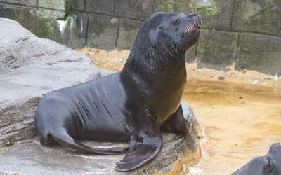 Cornish Seal Sanctuary