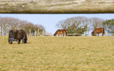 Ponies