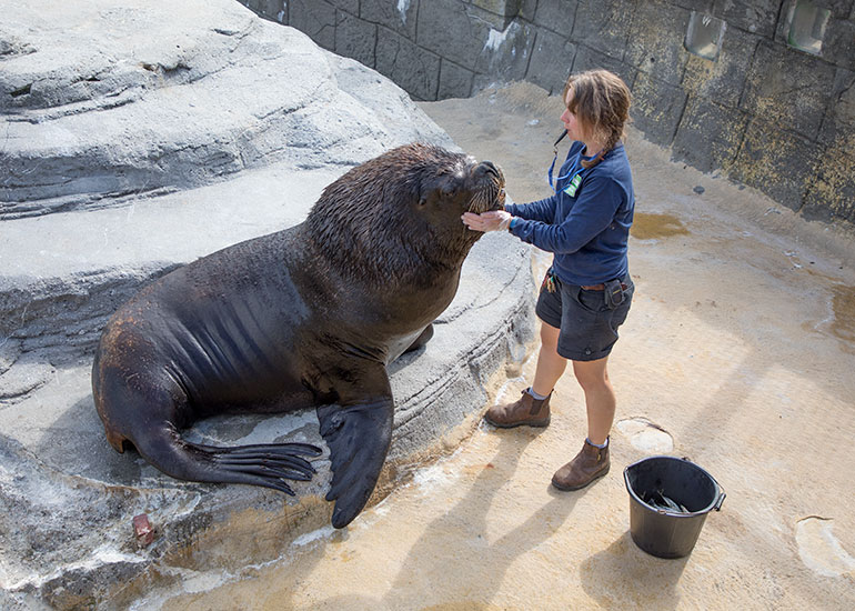 Cornish Seal Sanctuary