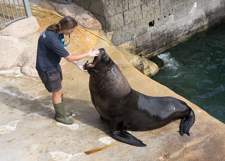 Cornish Seal Sanctuary