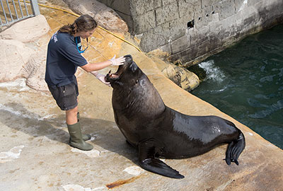 Noito - Patagonian Sea Lion, with Nat, a member of the Animal Care Team