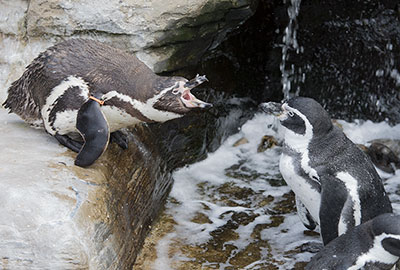 Humboldt Penguins
