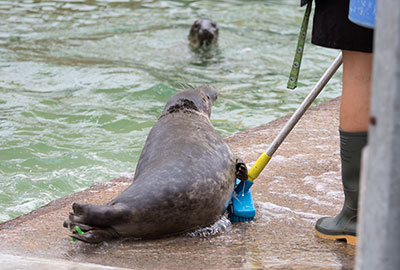 One of the pups wants to help with the cleaning