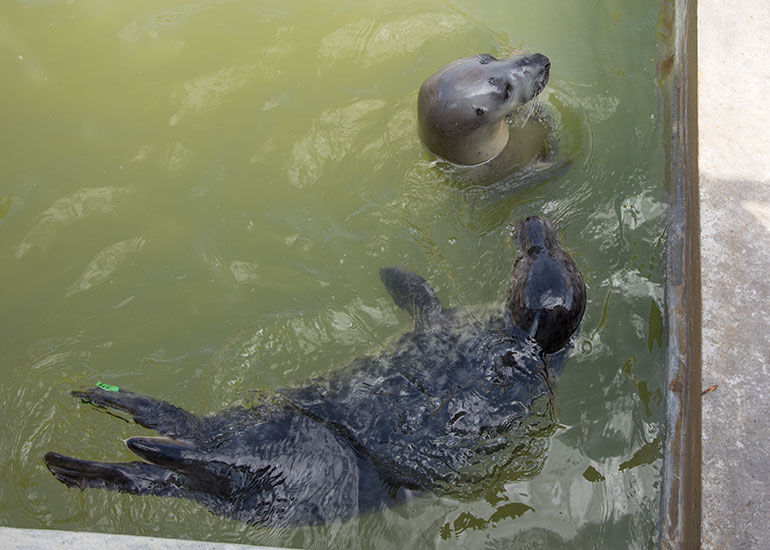 Cornish Seal Sanctuary