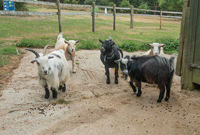 Dennis, Marvin, Bertie and Arnie with Steve