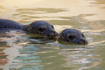 Resident Common Seal - Bo and Buddy
