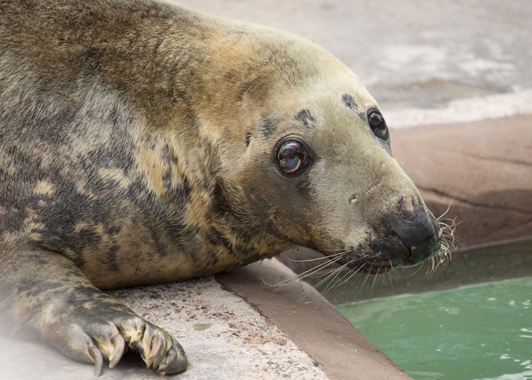 Cornish Seal Sanctuary