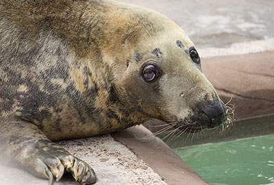 Resident Seal Grey - Snoopy