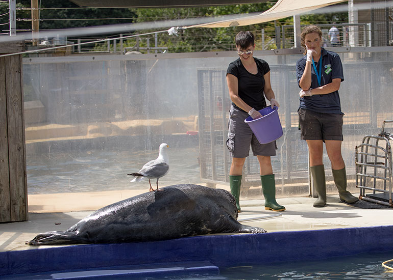 Cornish Seal Sanctuary