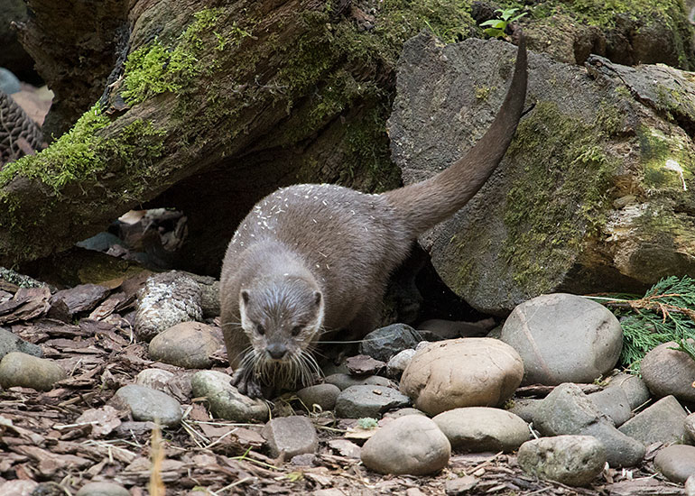 Cornish Seal Sanctuary