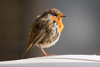 This beautiful Robin is a frequent visitor to the seating area just outside the cafe