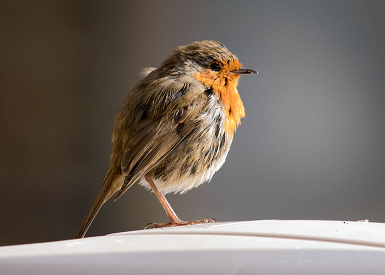 This beautiful Robin is a frequent visitor to the seating area just outside the cafe