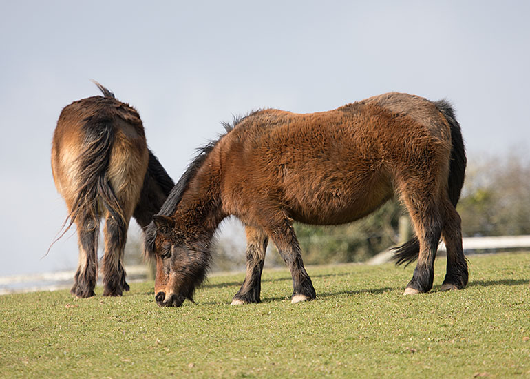 Muffin and Bracken