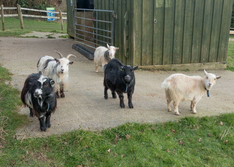 Marvin, Steve, Dennis, Ernie and Bertie