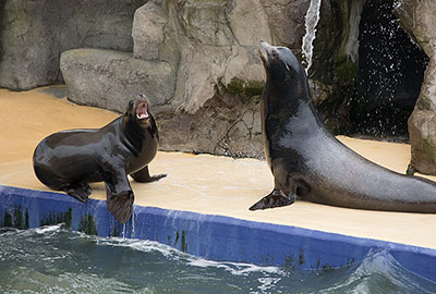 Sunny and Andre - Californian Sea Lions