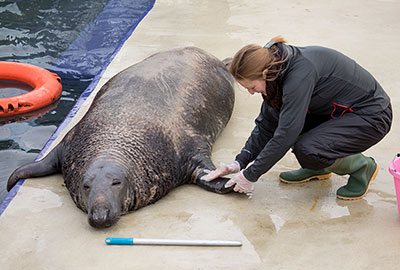 Yulelogs being checked over during training