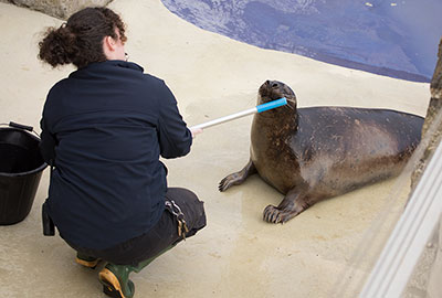 Claire doing target training with Badger