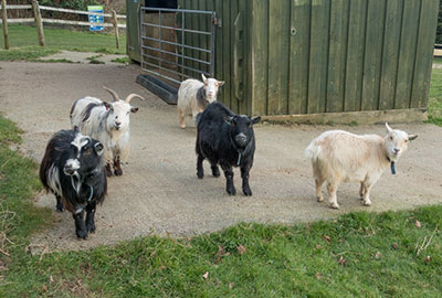 Marvin, Steve, Dennis, Ernie and Bertie