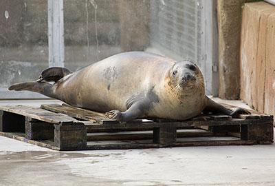 Willow - Resident Grey Seal