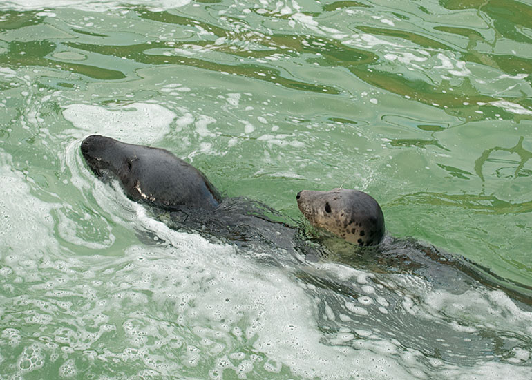 One of the rescued pups riding on the back of Ray!