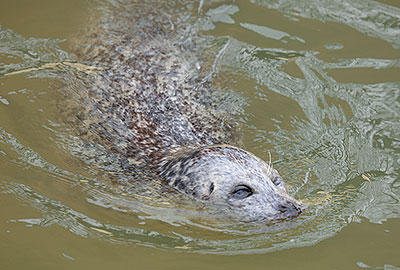 The oldest Common Seal in the Wild