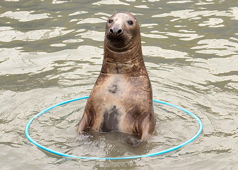 Pumpkin is trying out this hula hoop!