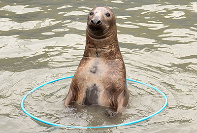 Badger is trying this hola hop out!