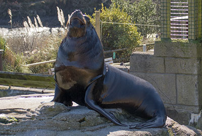 Noito loves sitting on this rock!