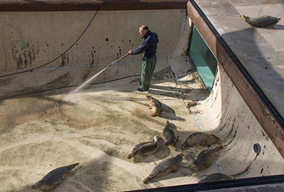 Alex cleaning the convalescent pool