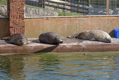 Willow, Altanta and Sheba sunbathing