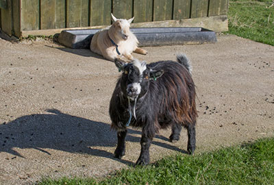 Berite and Marcin