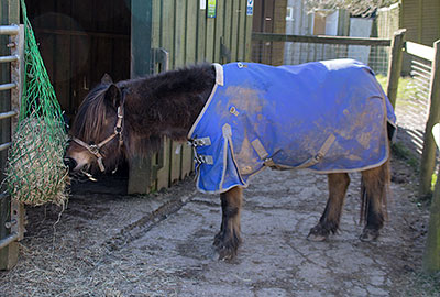 Tuppence  enjoying an afternoon snack!
