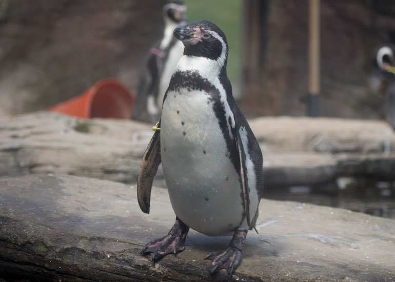 Humboldt Penguin - Godfrey