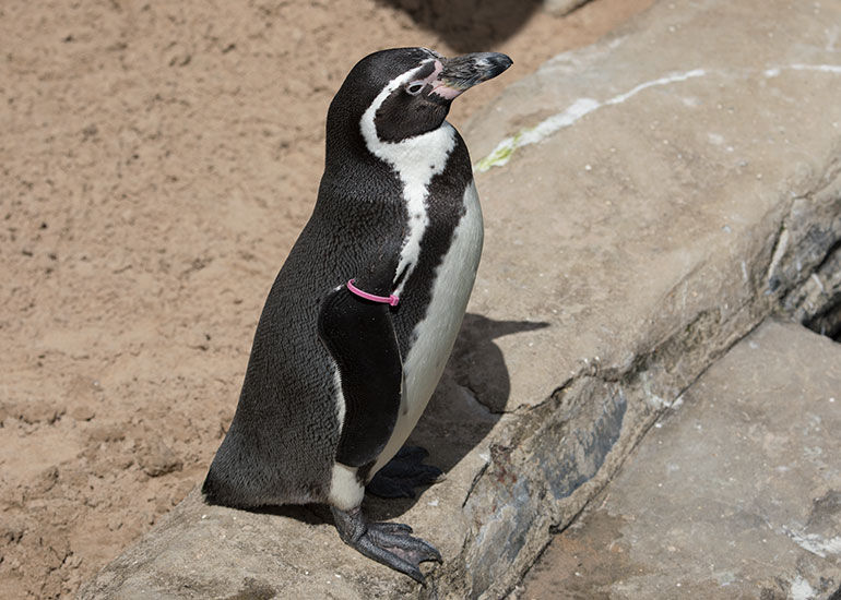 Humboldt Penguin - Piran