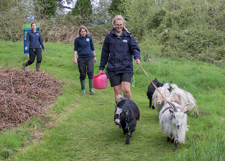 Megan, Tamara and Grace taking the goats for a walk